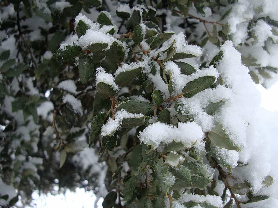 winter, snow, nature, tree, cold temperature, frozen, plant HD wallpaper