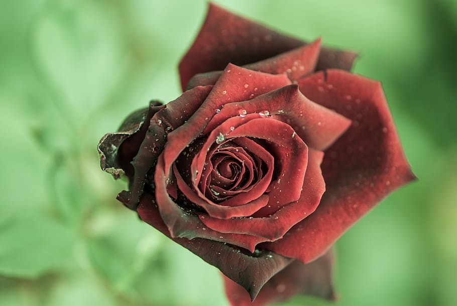 rose, red, flower, dark, close, rose bloom, dew, romantic, rose - flower HD wallpaper