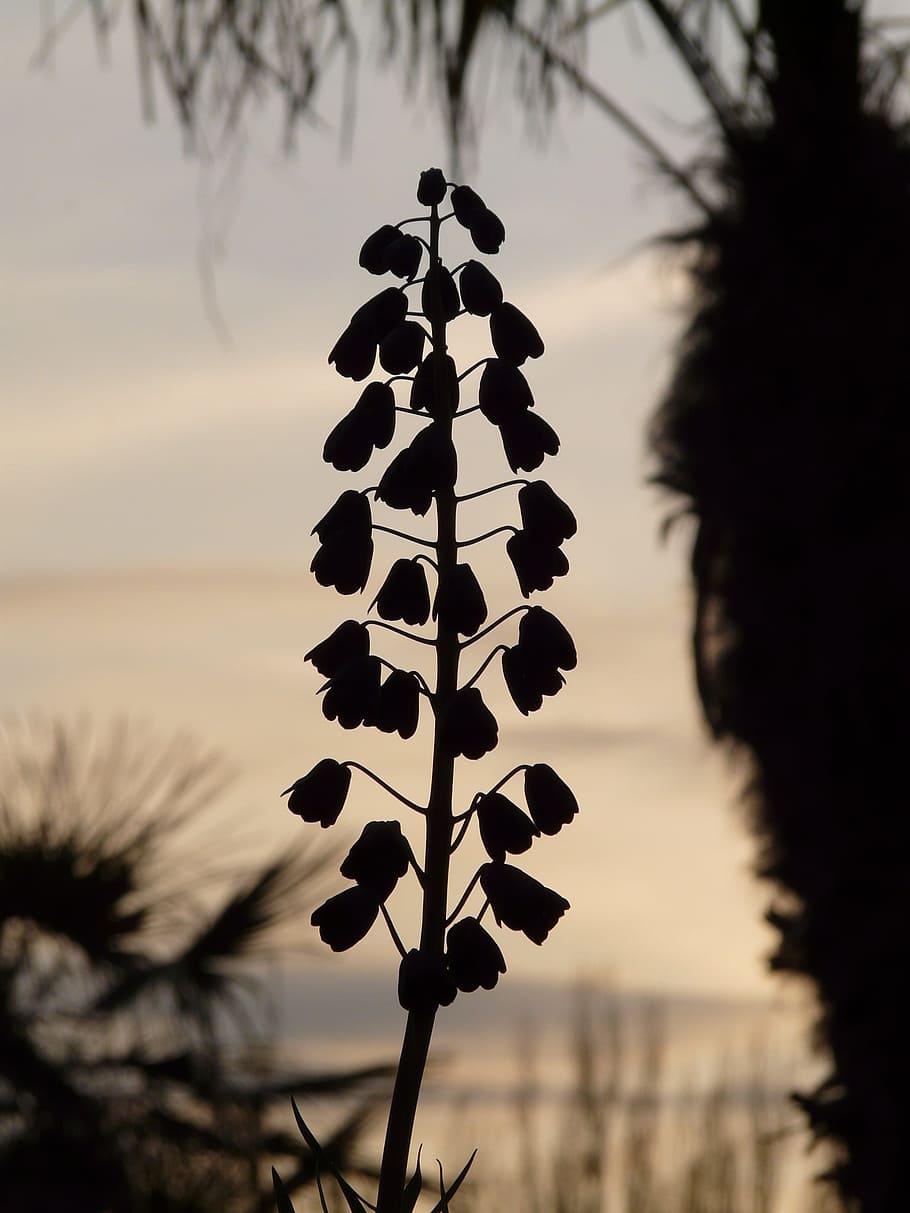 Botanical Garden, Back Light, shadow, persian fritillarie, fritillaria persica, HD wallpaper