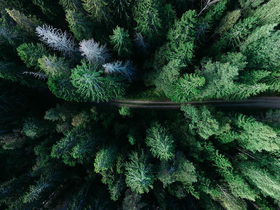 low angle photo of pine trees, bird's-eye photo of pine trees HD wallpaper