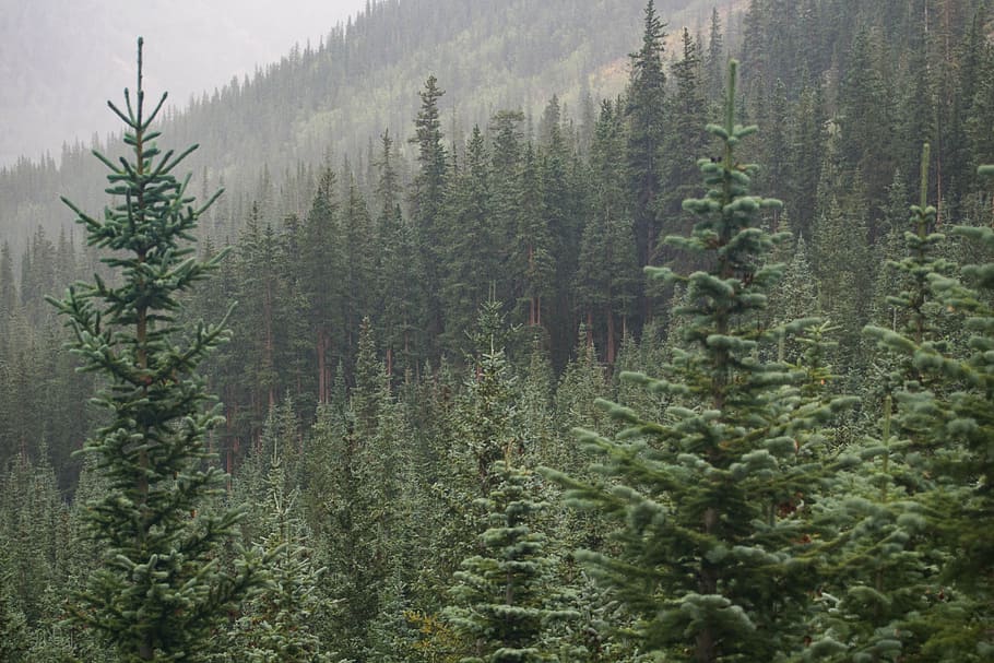 pine tree on mountain during daytime, green pine trees, forest HD wallpaper