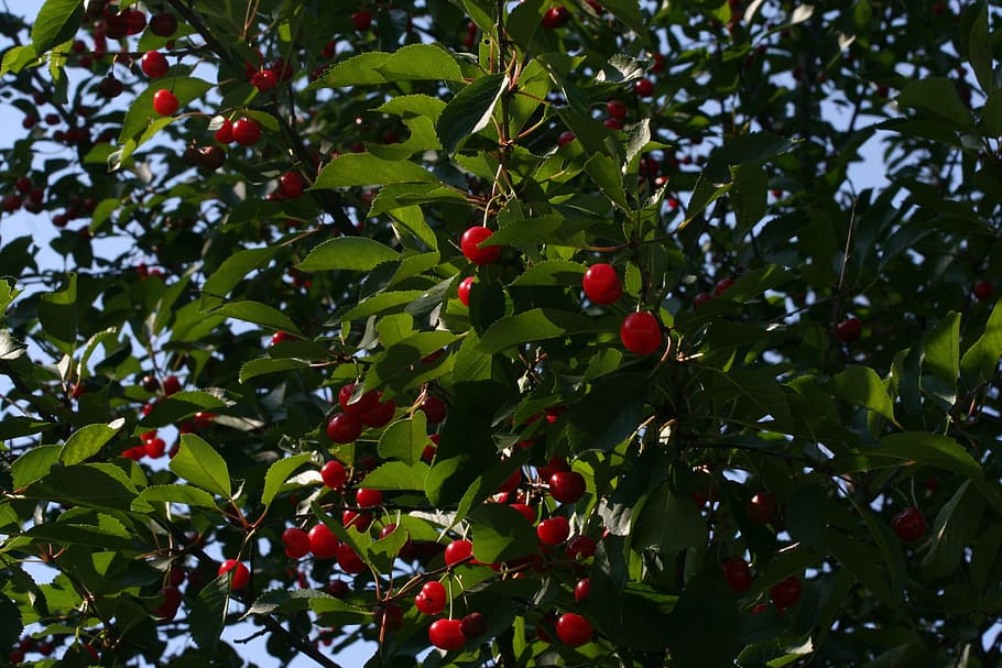 Cherries, Red, Fruit, Ripe, Tree, Food, fresh, healthy, organic HD wallpaper
