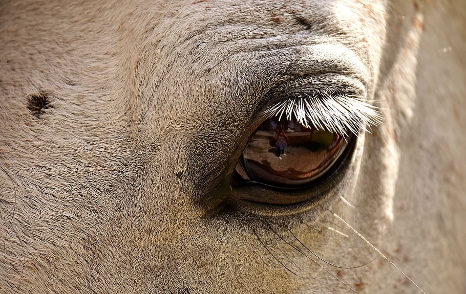 horse, mold, pony, close, eye, funny, cute, one animal, animal themes HD wallpaper