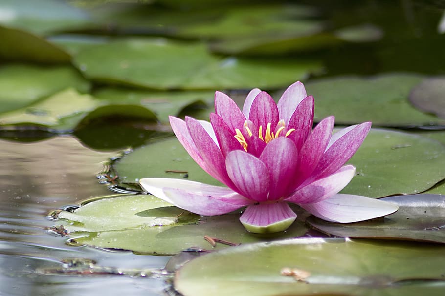 HD wallpaper: water lilies on water, Water Lily, Pink Water, pink water ...