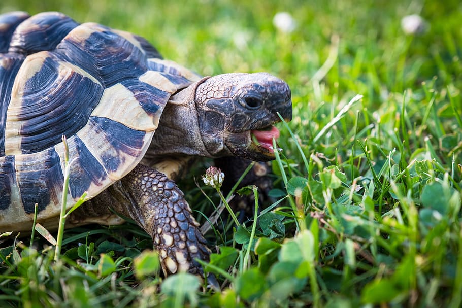 turtle, greek tortoise, reptile, animal, armored, tortoise shell