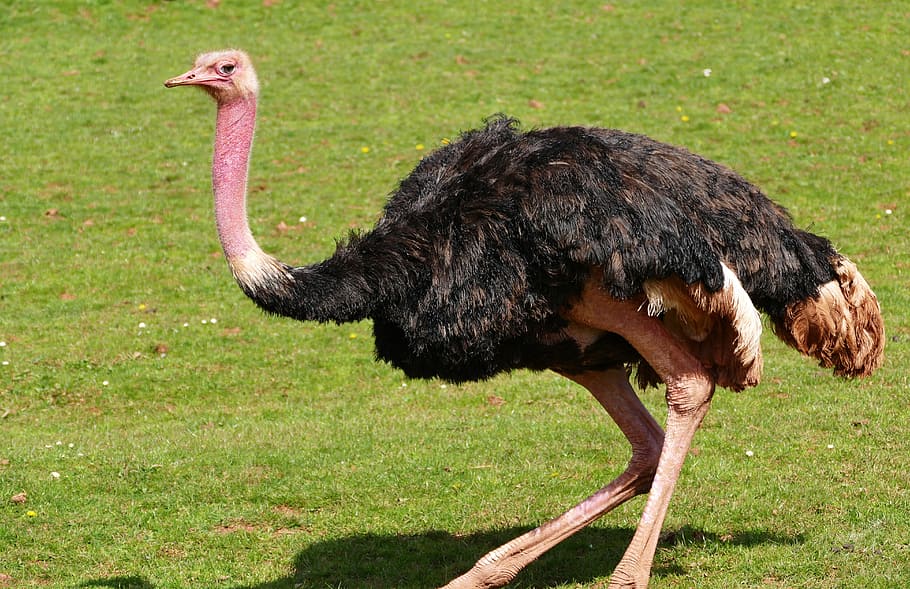 Premium Photo  The big ostrich bird on white background have path