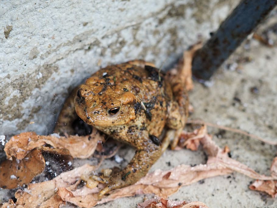 Frog, Brown, Toad, Nature, Wild Animal, one animal, animal wildlife HD wallpaper