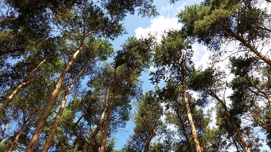 forest, wood, tree, nature, landscape, plant, low angle view HD wallpaper