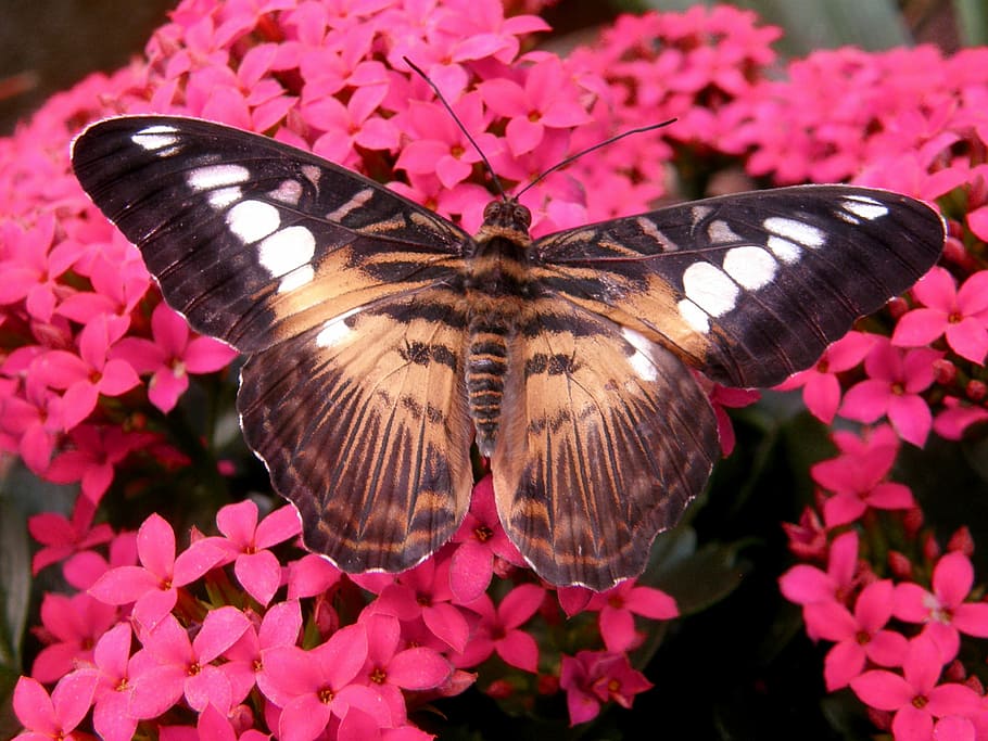 close-up photography of brown and black butterfly, clipper HD wallpaper