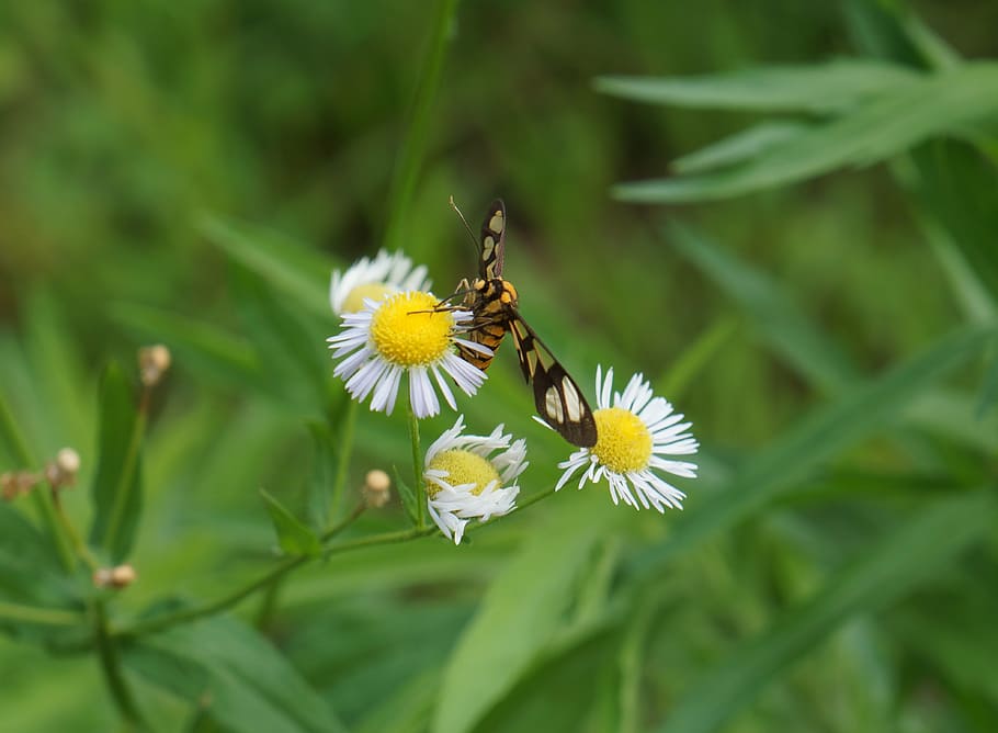 flower, seal, macro, flowering plant, invertebrate, insect HD wallpaper