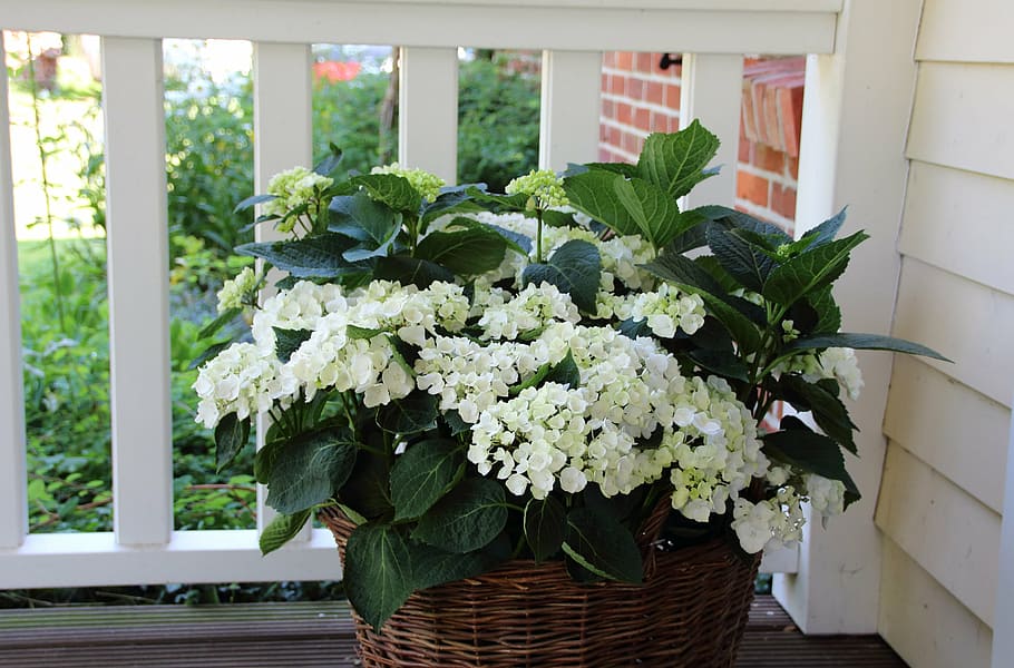 hydrangea, balcony, basket, flower, bouquet, decoration, nature HD wallpaper