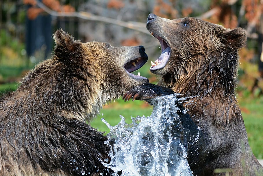 two grizzly bears on body of water, playing, sparring, grizzlies HD wallpaper