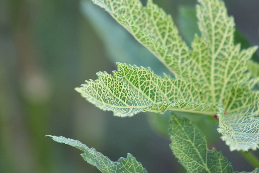 nature, leaf, green, environment, plant part, green color, growth HD wallpaper