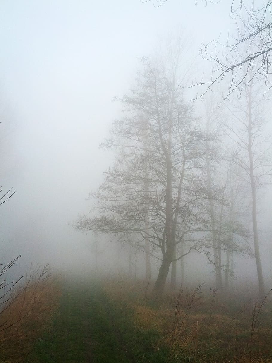 fog, nature, landscape, tree, beauty in nature, plant, tranquility HD wallpaper