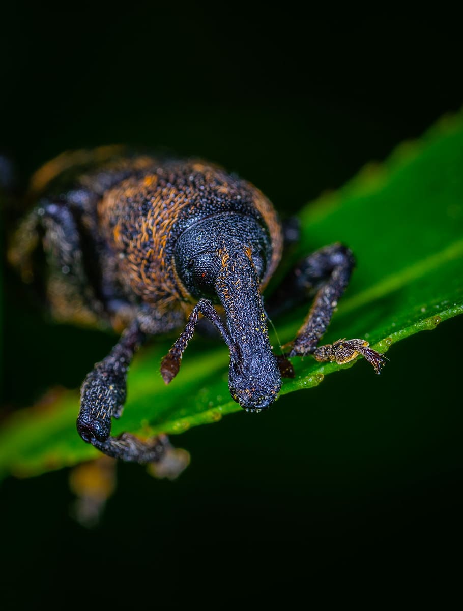 beetle, insect, coleoptera, weevil, one animal, animal themes HD wallpaper