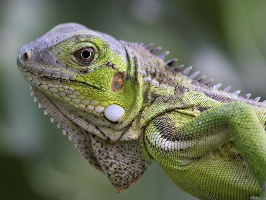 HD wallpaper: iguana, reptile, bonaire, nature, beast, netherlands ...