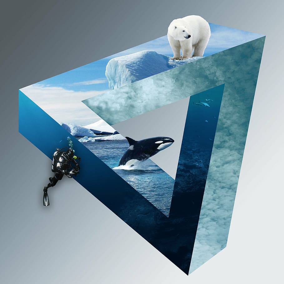 polar bear, orca, and scuba diver optical illusion, divers, wal, HD wallpaper