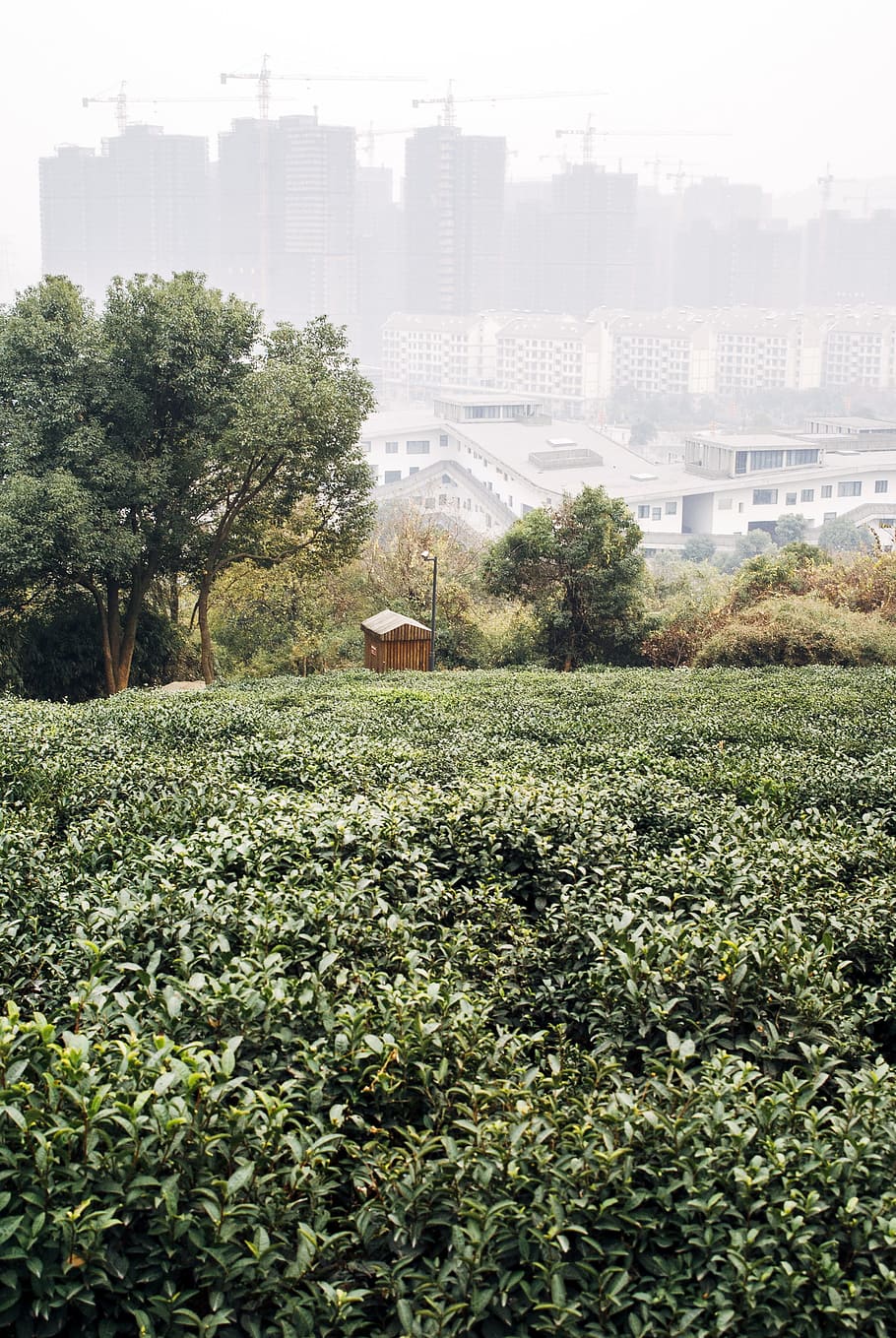 Tea plantation in Hangzhou, China, architecture and Cityscape, HD wallpaper