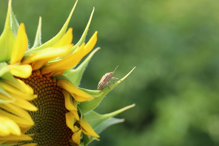 Sun Flower, Flower, Beetle, Yellow, Insect, plant, nature, growth HD wallpaper