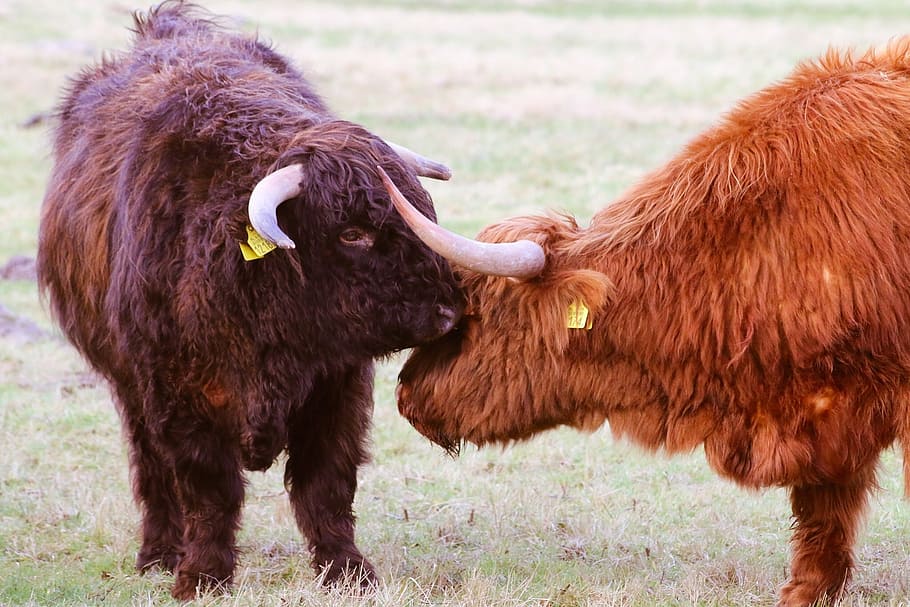 scottish highlanders, cow, beef, nature, oxen, cows, bovine species, HD wallpaper