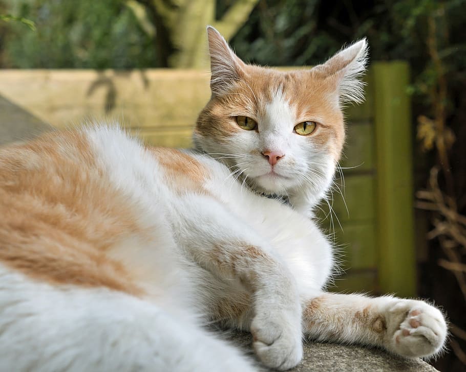 cat, lying, look, white and red, domestic Cat, pets, animal HD wallpaper