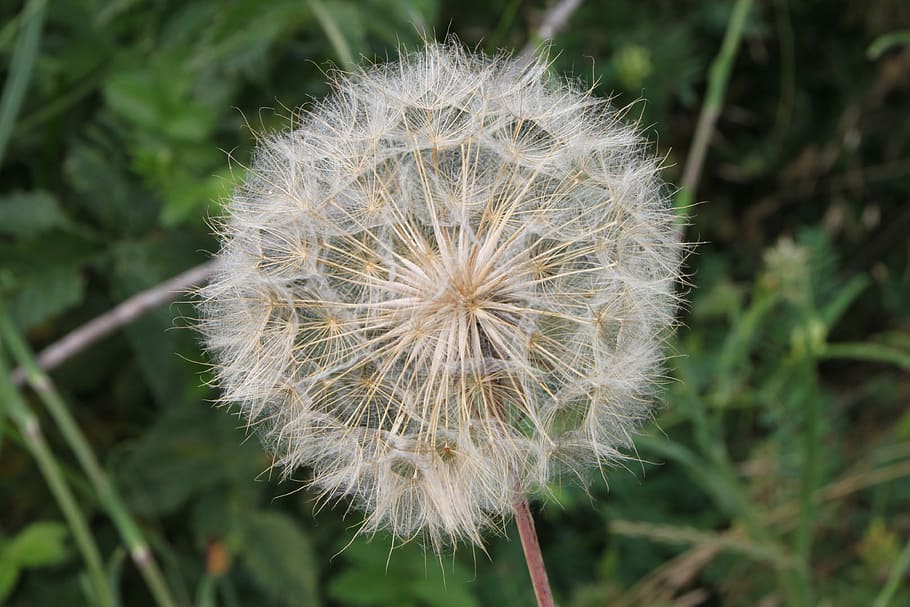 Close-Up, Dandelion, Fluff, blue, officinale, sky, taraxacum HD wallpaper