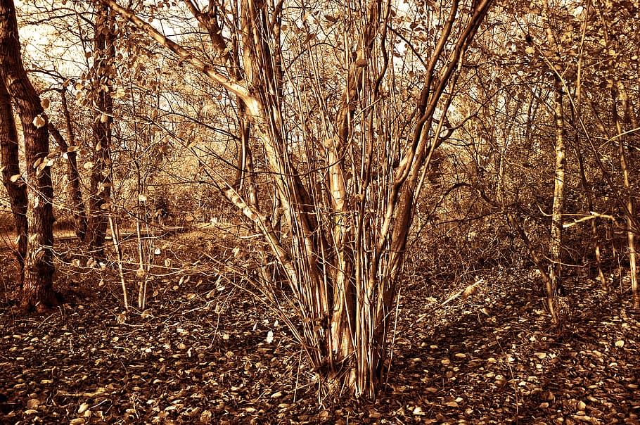 hazelnut tree, corylus, shrub, food, nourishment, healthy, fruit HD wallpaper