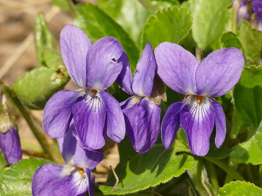 flower, spring, nature, plant, leaf, garden, flowers, violet HD wallpaper