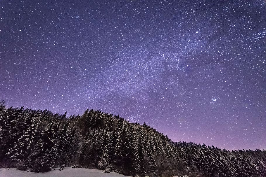 snow filled tall trees under purple sky full of stars, worm's eye view photography of snowy trees at night HD wallpaper