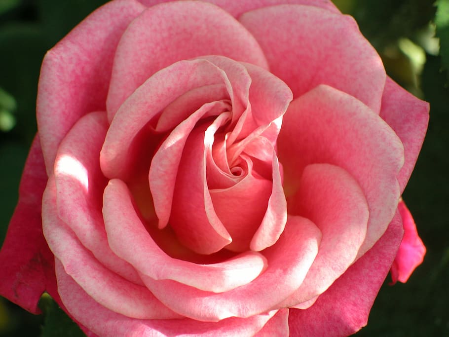 Flower, Macro, rose, petal, nature, rose - flower, beauty in nature HD wallpaper