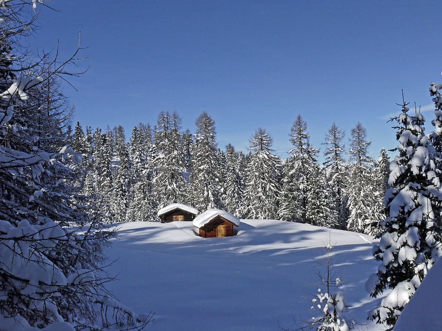 house on snow field surrounded of trees under calming sky, Wintry HD wallpaper