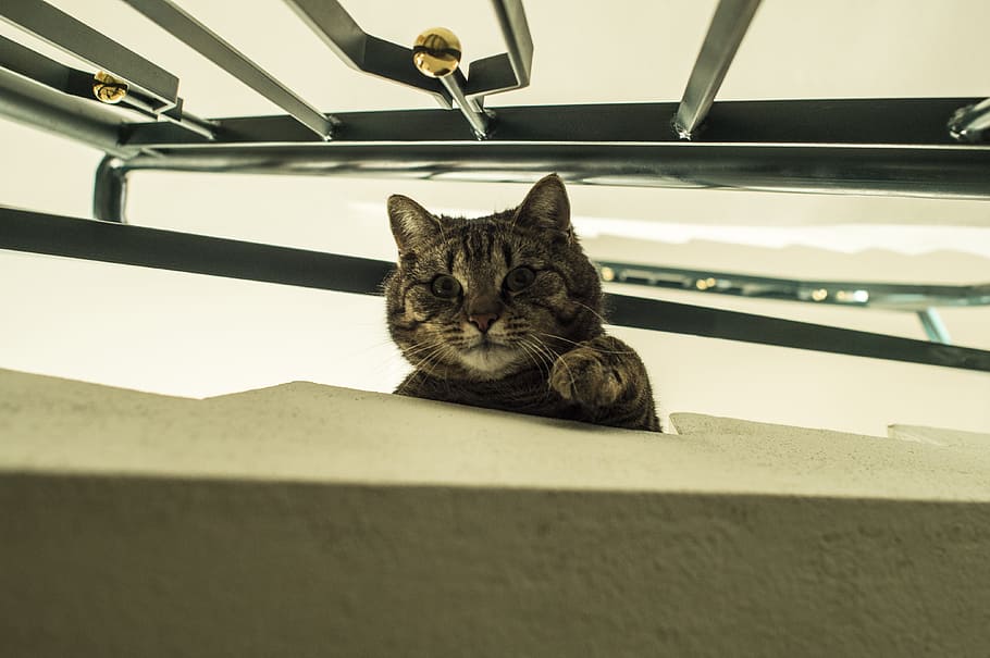 cat, pet, mackerel, curious, domestic, mammal, pets, domestic animals HD wallpaper