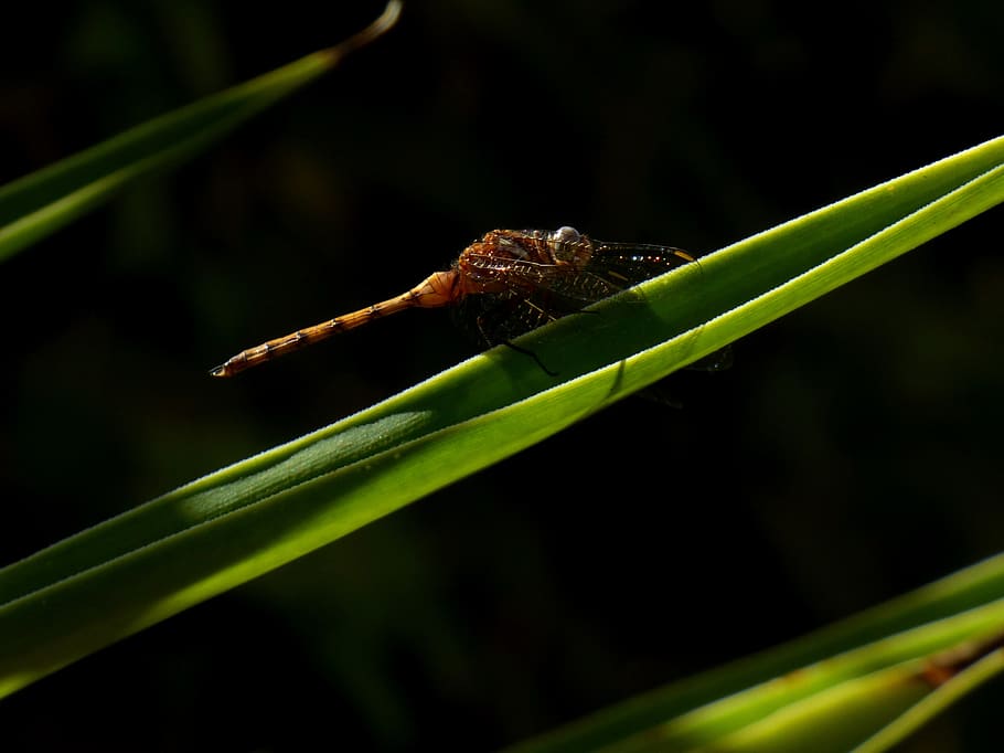dragonfly, grass, insect, wings, animal themes, animal wildlife HD wallpaper