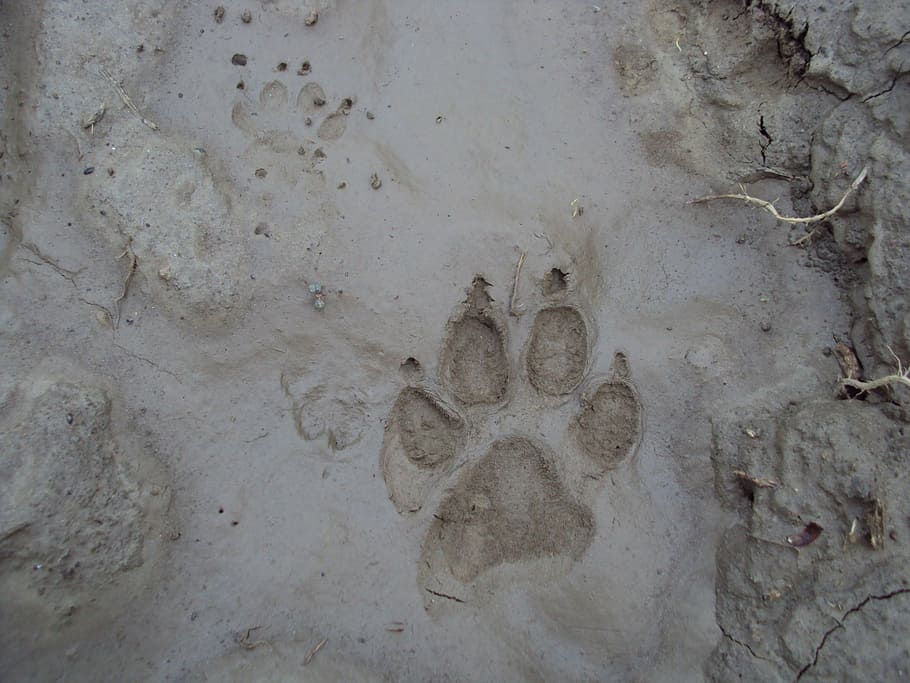 footprint, dog, mud, surface, backgrounds, nature, no people HD wallpaper