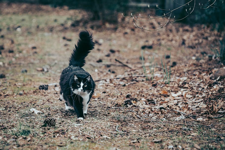 black and white cat walking in brown grass, nature, tuxedo, pet