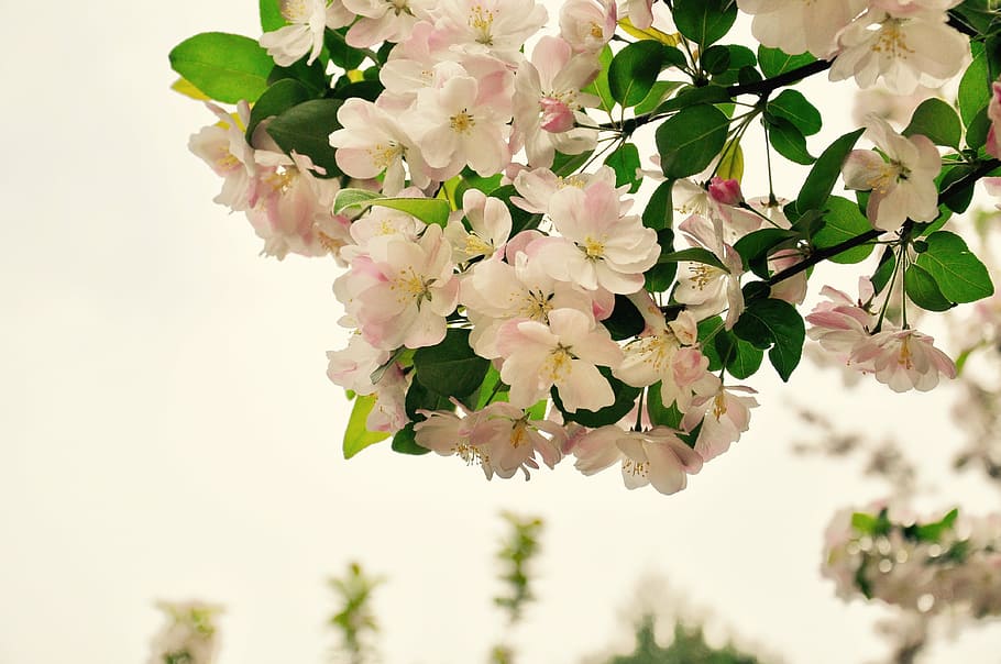 begonia, spring, flower, flowering plant, beauty in nature HD wallpaper