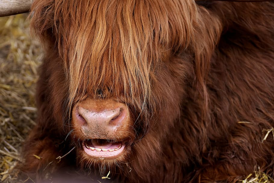 brown cow, highland beef, head, chew, farm animal, snout, good aiderbichl, HD wallpaper