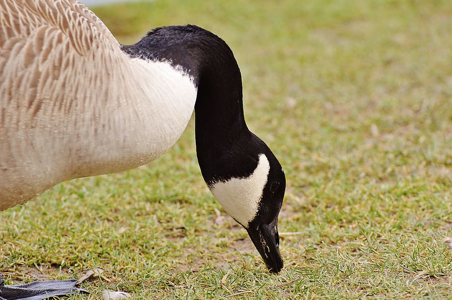 Goose, Poultry, Animal, Bird, Geese, bill, nature, wildlife photography HD wallpaper