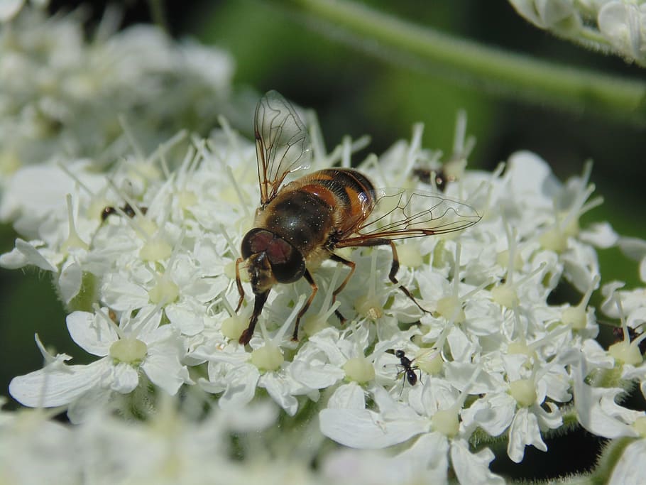 scholarship, uludað, bee, nature, flower, flowers, invertebrate HD wallpaper