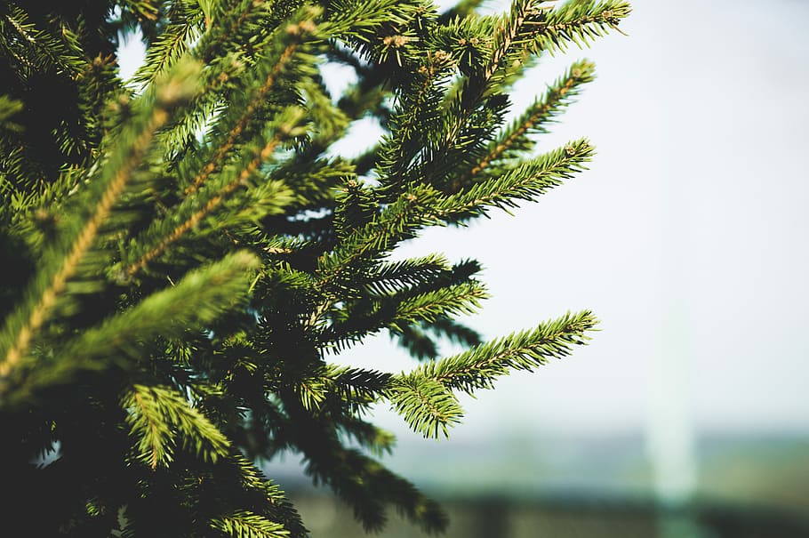 closeup photography of green pine tree leaves, fir tree, close up HD wallpaper