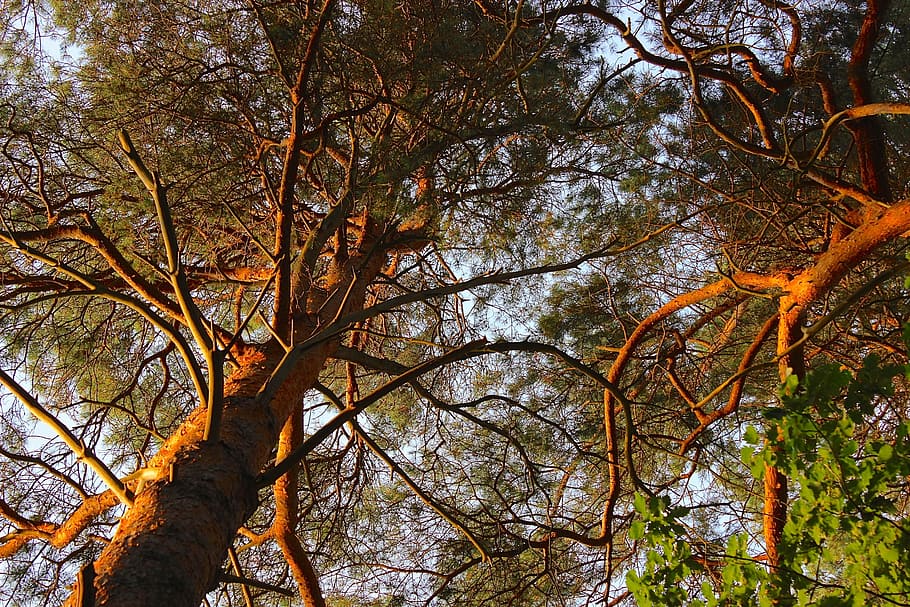 pine, canopy, conifer, tree, forest, golden, color, plant, low angle view HD wallpaper