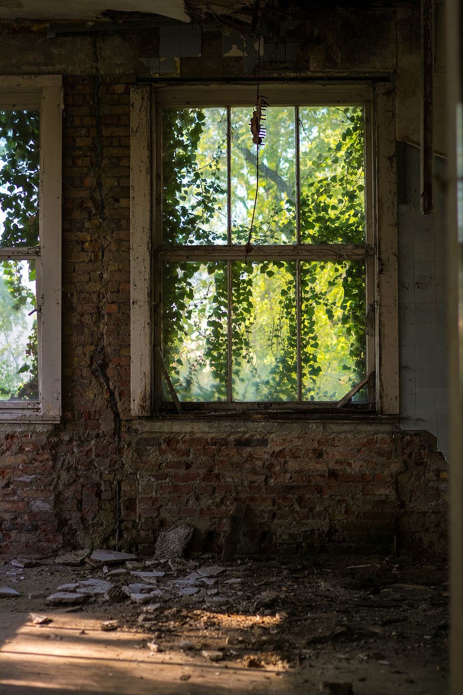 white framed window on brick wall, overgrown, abandoned, old HD wallpaper