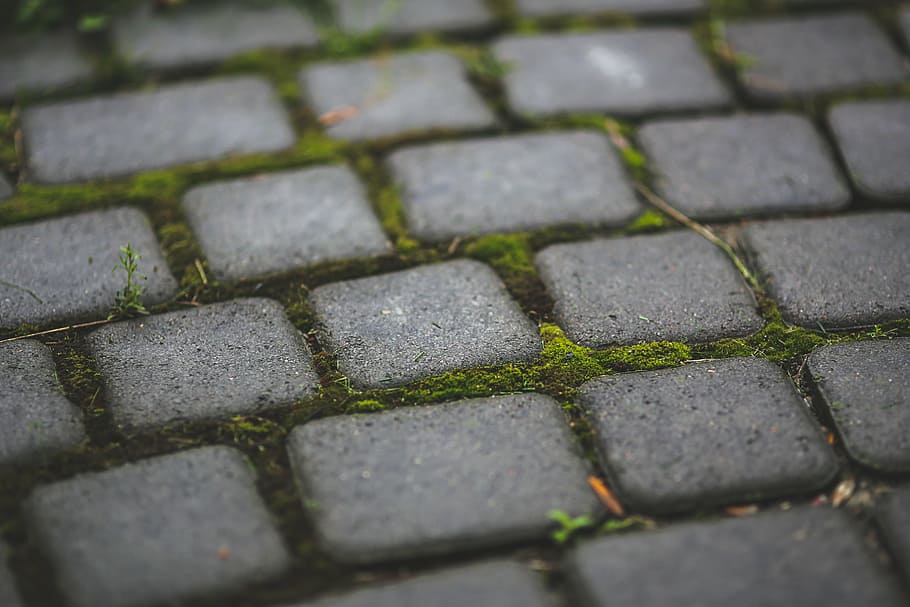 close-up photo of grey block pavement, moss, stone, sett, garden HD wallpaper