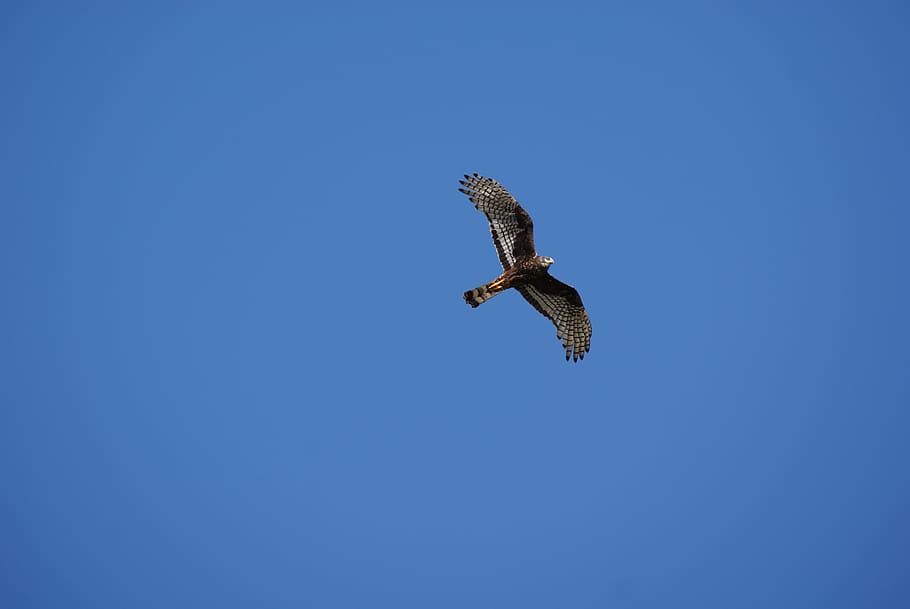 eagle, flying, bird, nature, paige, brazil, environment, field HD wallpaper
