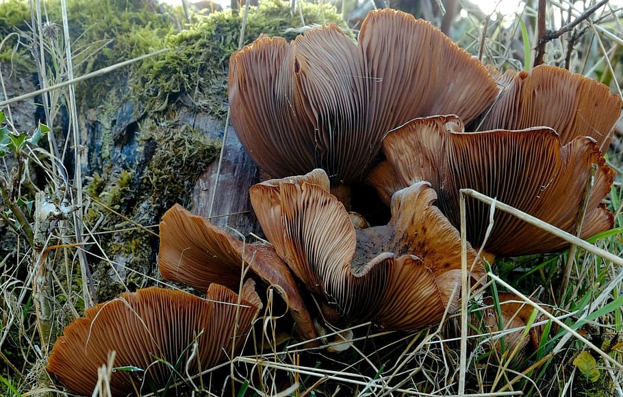 mushroom grown from trunk, mushrooms, brown, forest, october HD wallpaper