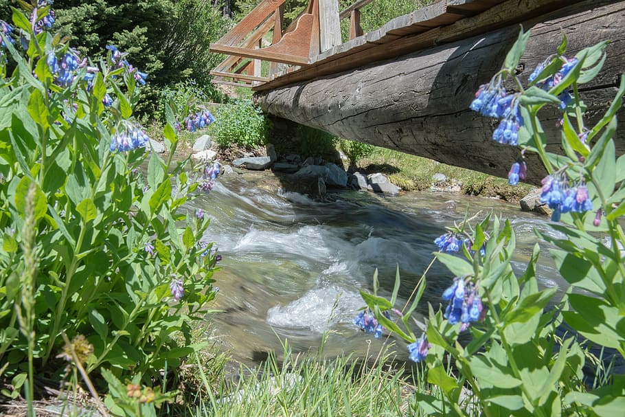 stream, spring, water, outdoor, flower, day, plant, outdoors HD wallpaper