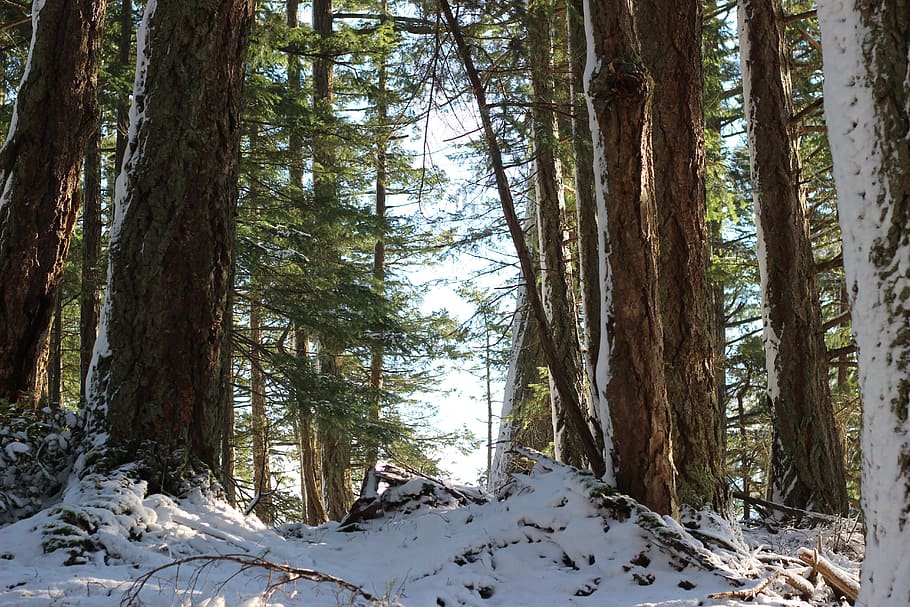 Woods, Winter, Path, Forest, Season, tree, hiking, snow, tree trunk HD wallpaper