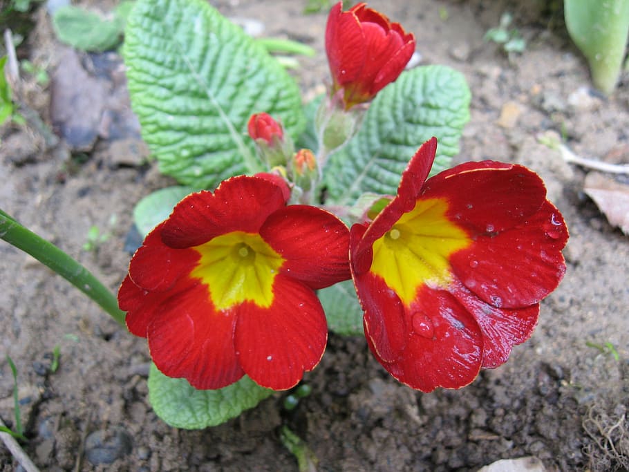flower, red, nature, leaf, petal, macro, plant, summer, close-up HD wallpaper