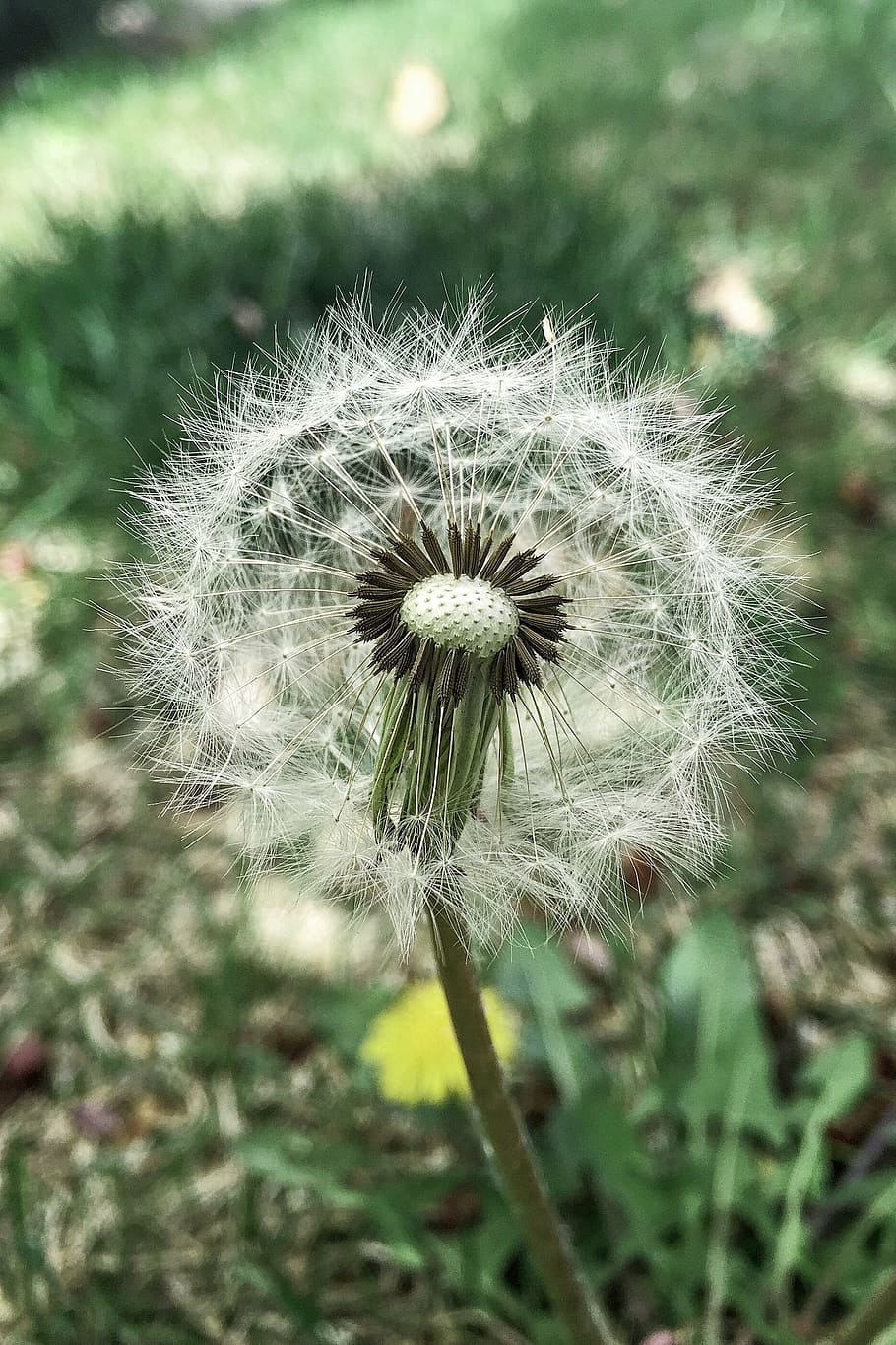 tooth lion, spring, wild flora, fragility, dandelion, vulnerability HD wallpaper