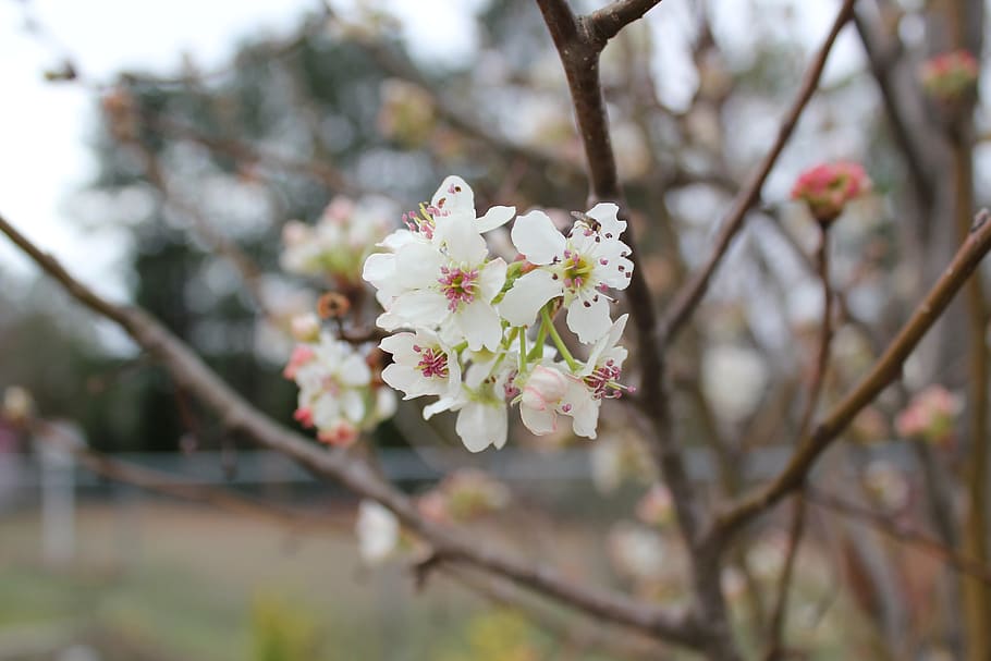 flower, tree, cherry, branch, nature, flora, floral, garden HD wallpaper
